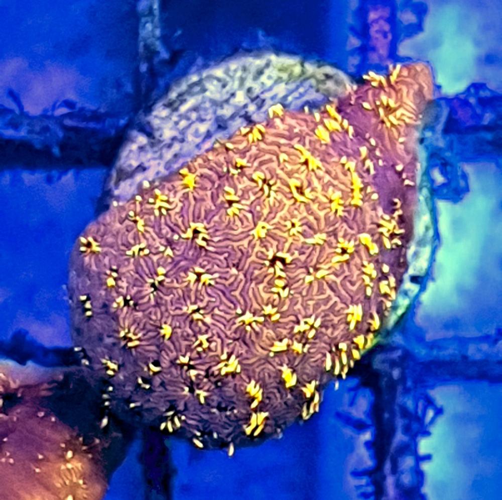 Pavona Gold